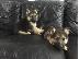 PoulaTo: Boy German Shepards Έτοιμο